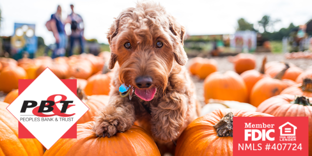 Happy brown dog playing in a pumpkin patch